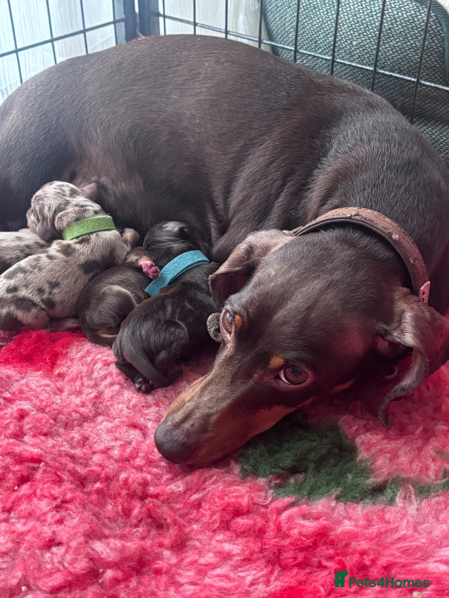 Miniature Dachshund dogs Stunning Miniature Dachshund Boys - Advert 8