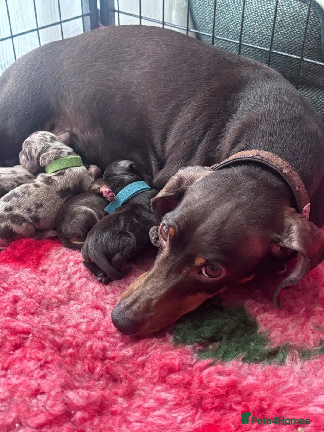 Miniature Dachshund dogs for sale: Stunning Miniature Dachshund Boys - Advert 1