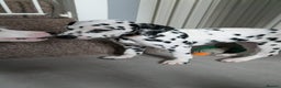 Dalmatian dogs for sale: Dalmatian puppies ready advert fully - Advert 24