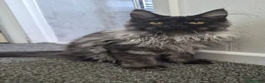 Maine Coon 1