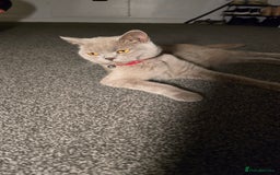 Mixed Breed cats for sale: Adorable British Shorthair Mix Kitten - Image 4