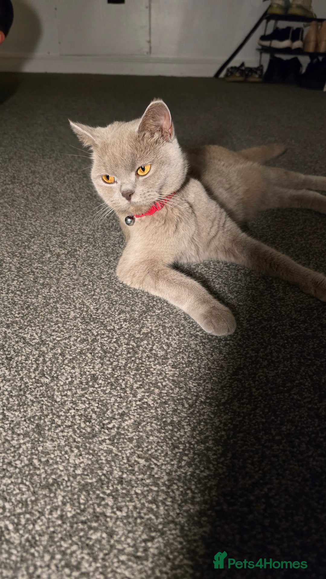 Mixed Breed cats for sale: Adorable British Shorthair Mix Kitten - Image 4