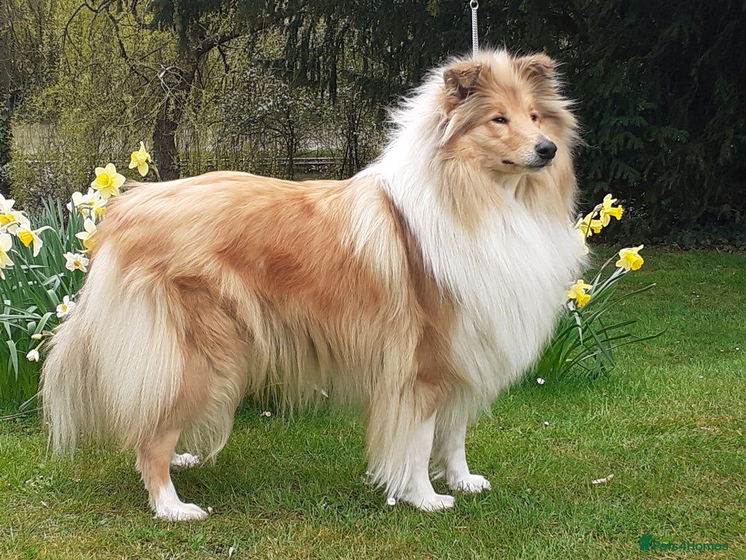 Rough Collie dogs for sale: Carristina Rough Collies - Image 2
