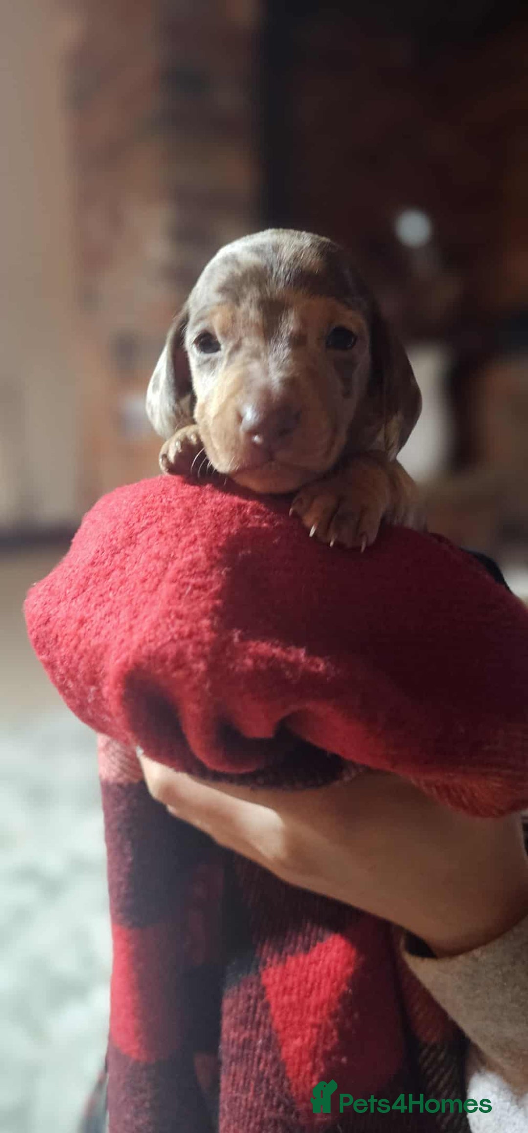 Miniature Dachshund dogs for sale: KC Mini Dachshund Dapple Girls & Boys and Tan Boy - Image 30