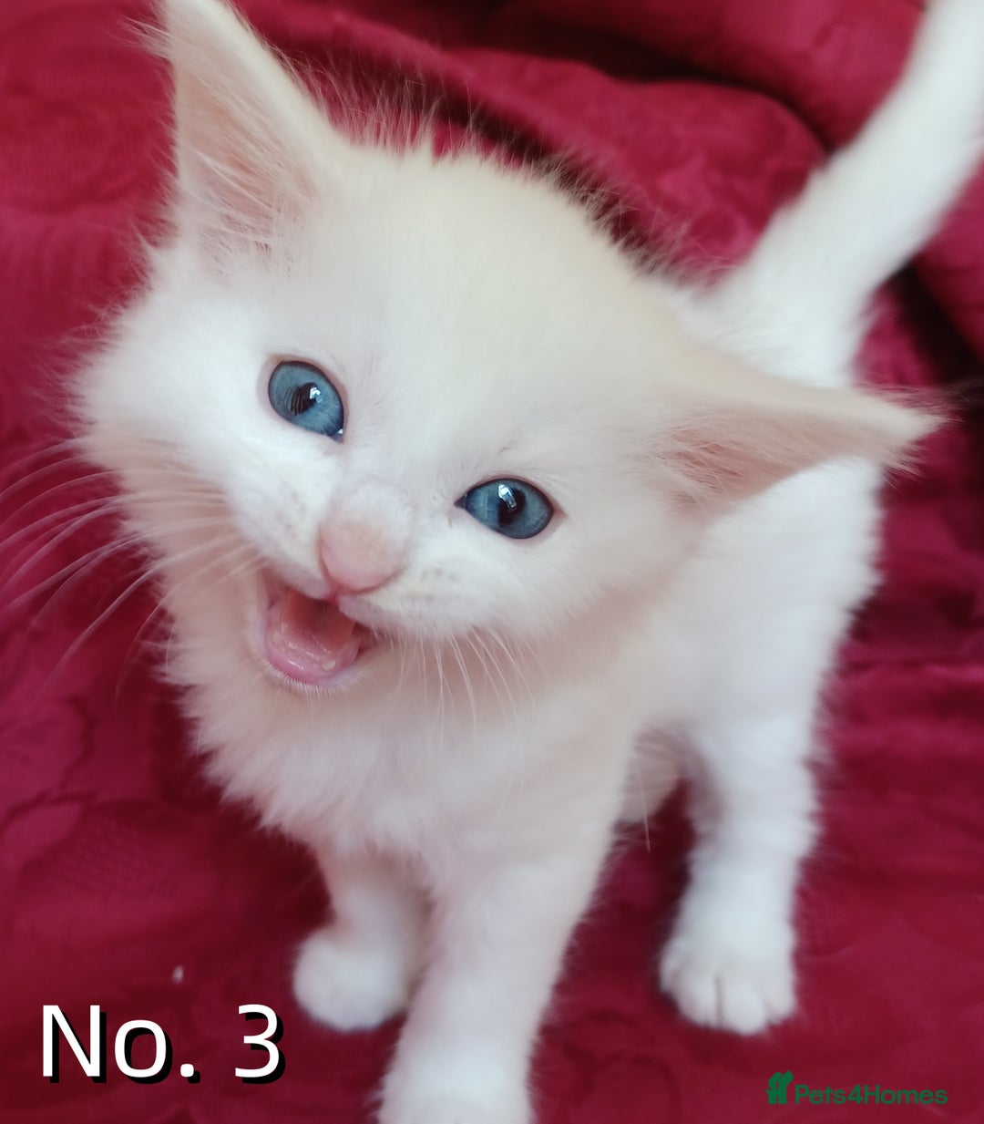 Mixed Breed cats for sale: 4 Gorgeous Pure White Kittens - Image 7
