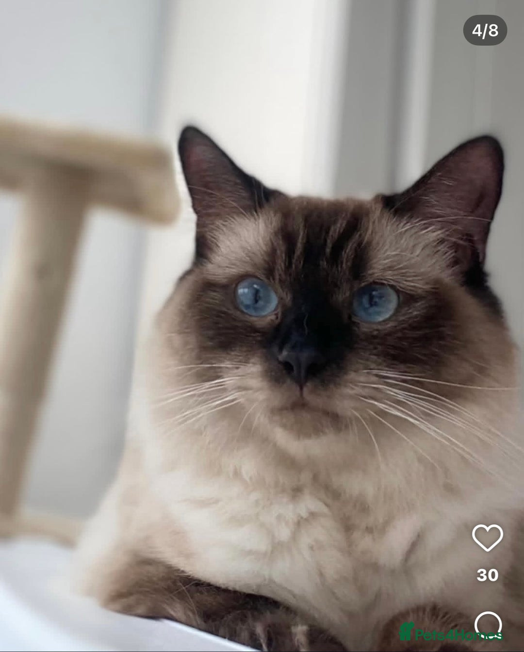 Ragdoll cats for sale: Lovely Ragdoll looking for lovely family - Advert 16