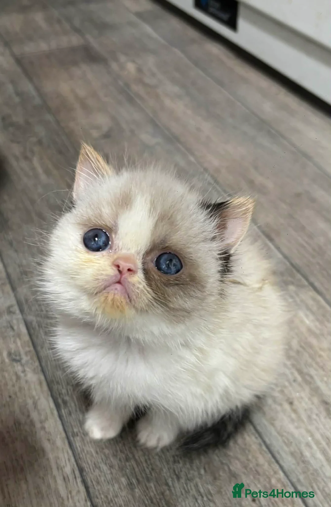 Exotic cats for sale: Wooly whiskers chattery exotic female  - Advert 2