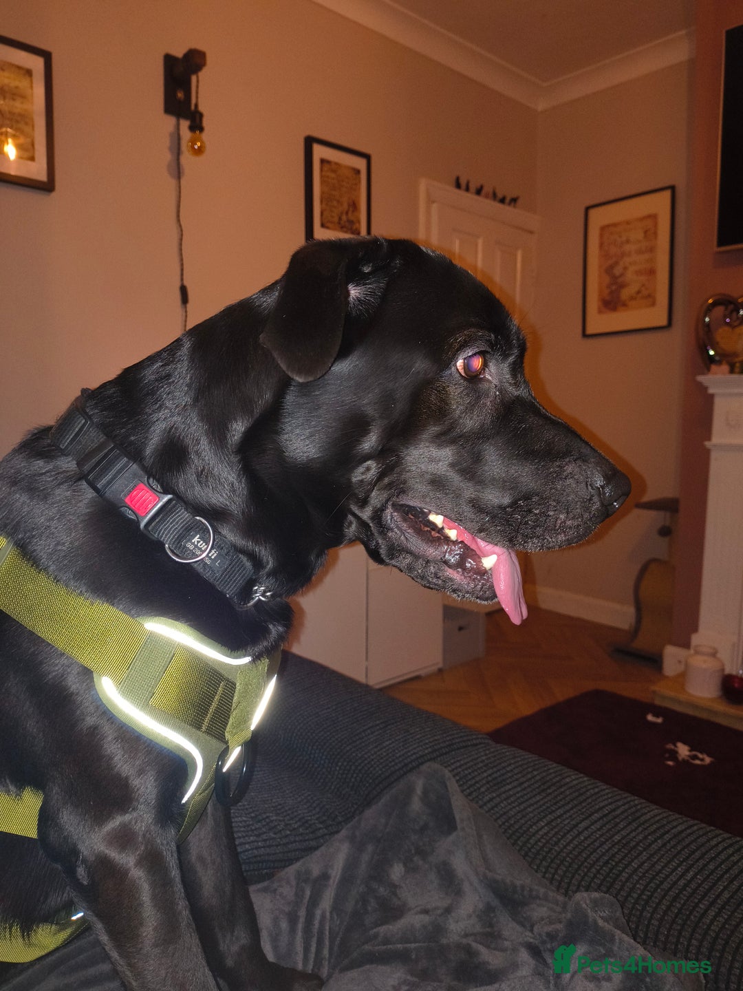 Mixed Breed dogs for sale: 5 year old Labrador cross male - Advert 1