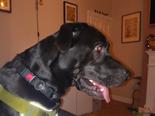 Mixed Breed dogs 5 year old Labrador cross male - Advert 2