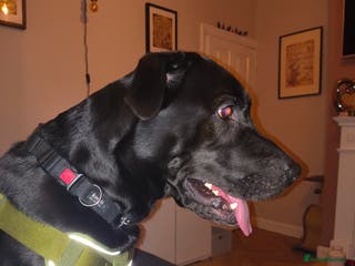 Mixed Breed dogs 5 year old Labrador cross male - Advert 18