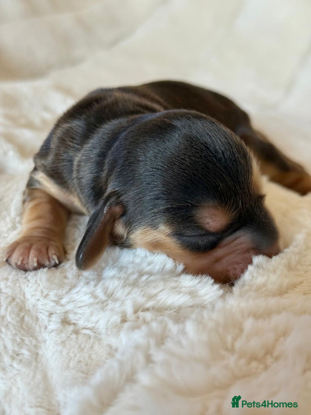 Cocker Spaniel dogs for sale: KC Reg Fully Health Tested Showline Cocker Spaniel - Image 9