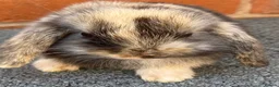 Mini Lop rabbits for sale: STUNNING PURE BREED MINI LOPS AMAZING COLOURS - Advert 19