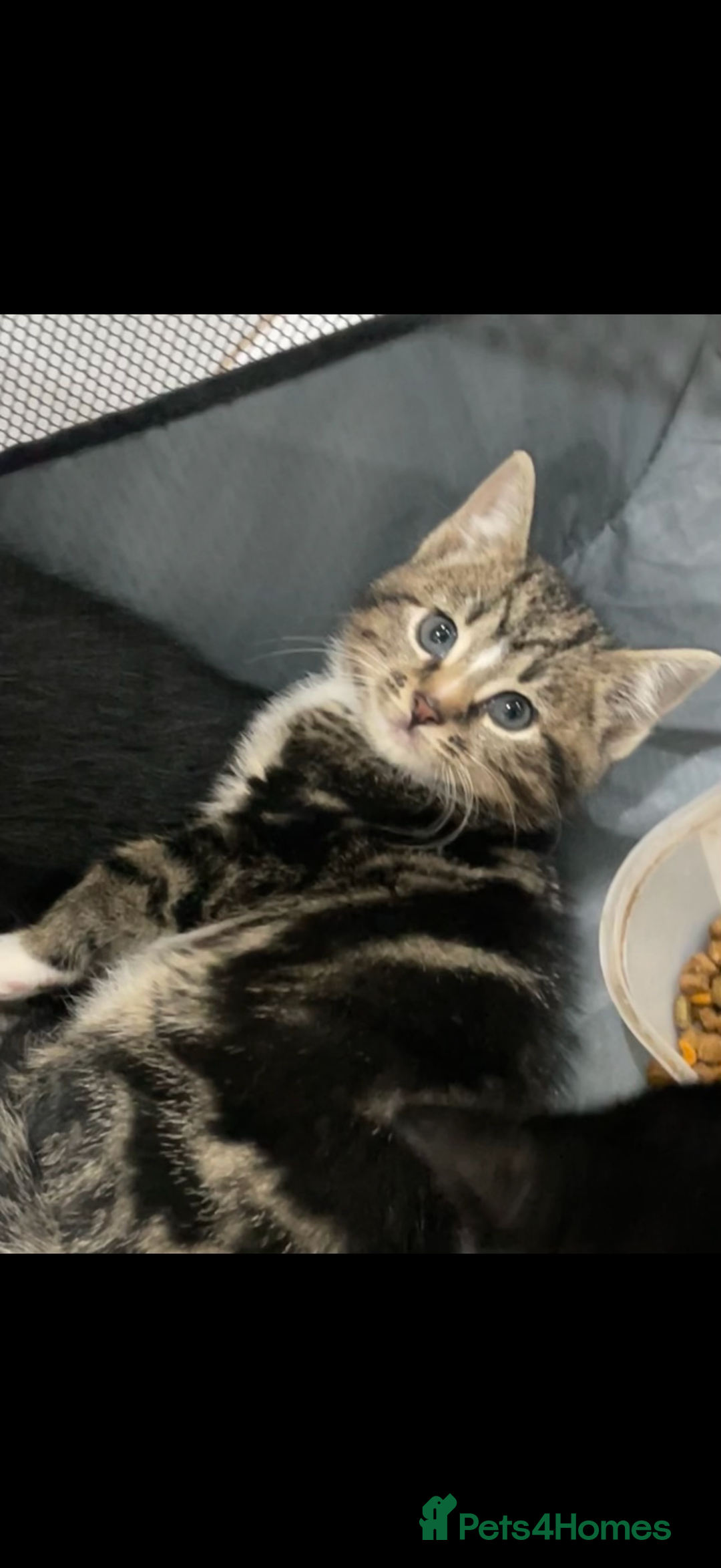Domestic Shorthair cats for sale: Female Tabby Tuxedo Kitten with white paws - Advert 2