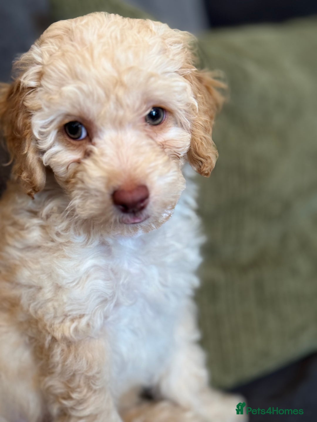 Cockapoo dogs for sale: Male cockapoo 7 months old - Advert 4