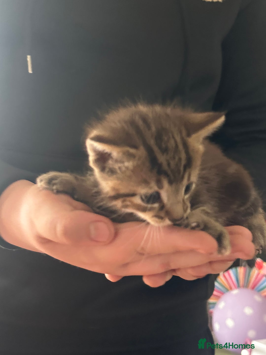 Domestic Shorthair cats for sale: Domestic short haired cat  - Image 10