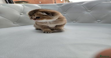 Scottish Fold cats - Advert 7