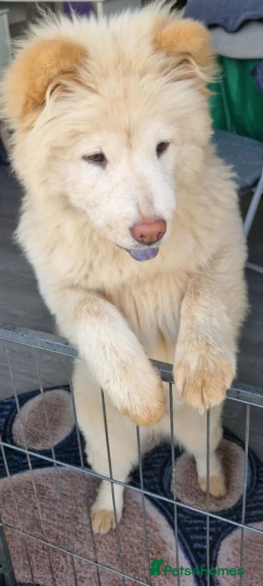 Chow Chow dogs for adoption: BELLA - Advert 2