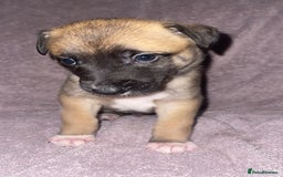 Mixed Breed dogs for sale: Belgian Malinois X Greyhound   - Image 13