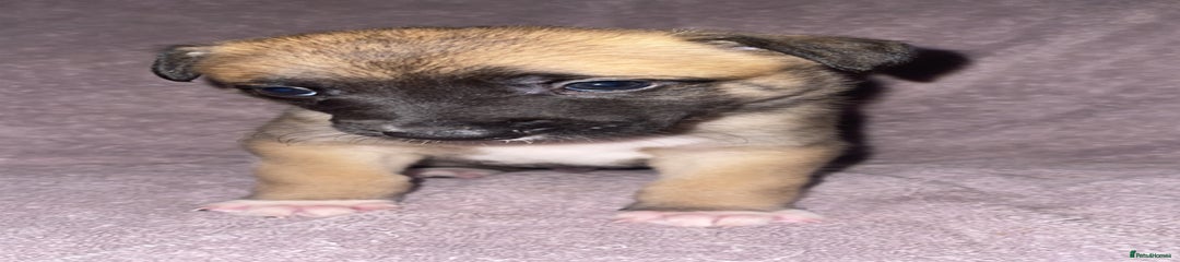 Mixed Breed Puppy 5
