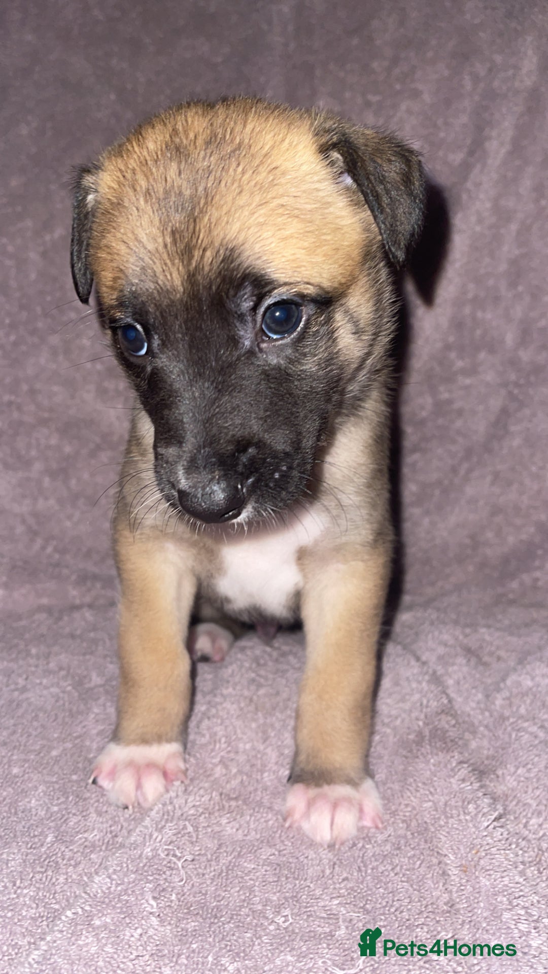 Mixed Breed dogs for sale: Belgian Malinois X Greyhound   - Image 13