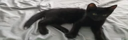 Mixed Breed cats for adoption: Kittens for sale, Jarrow in Jarrow - Advert 7