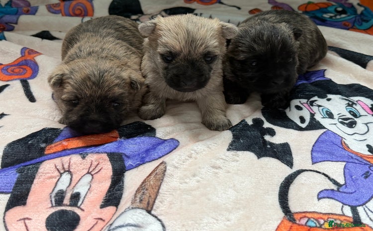 Cairn Terrier dogs - Advert 1