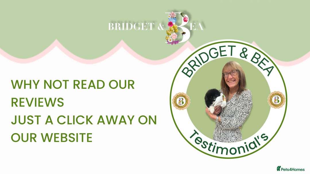 Pekingese dogs for sale: ⭐️PUPPIES ARRIVED⭐️ - Advert 4