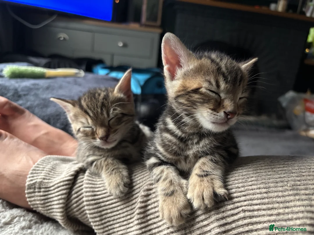 Bengal cats for sale: Bengal x kittens  - Advert 8