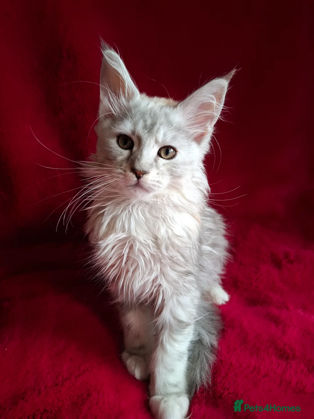 Maine Coon cats for sale: Tica Registered Maine Coon Kittens - Advert 1