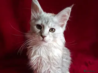 Maine Coon cats Tica Registered Maine Coon Kittens - Advert 14