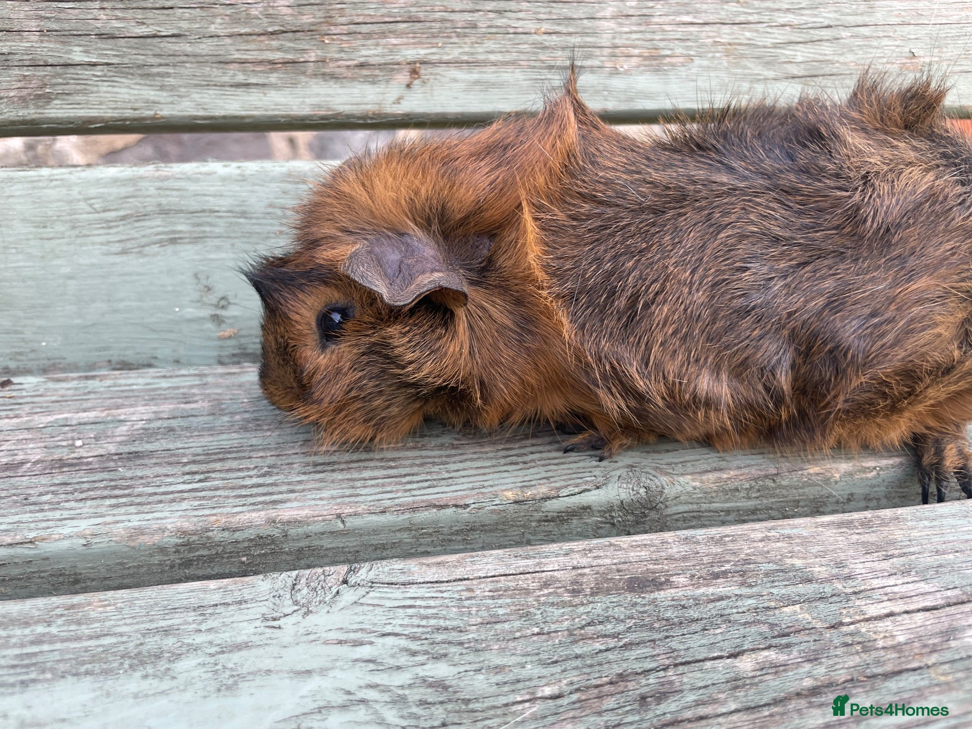 Guinea Pig rodents Tufty baby boars for sale ONE LEFT - Advert 2