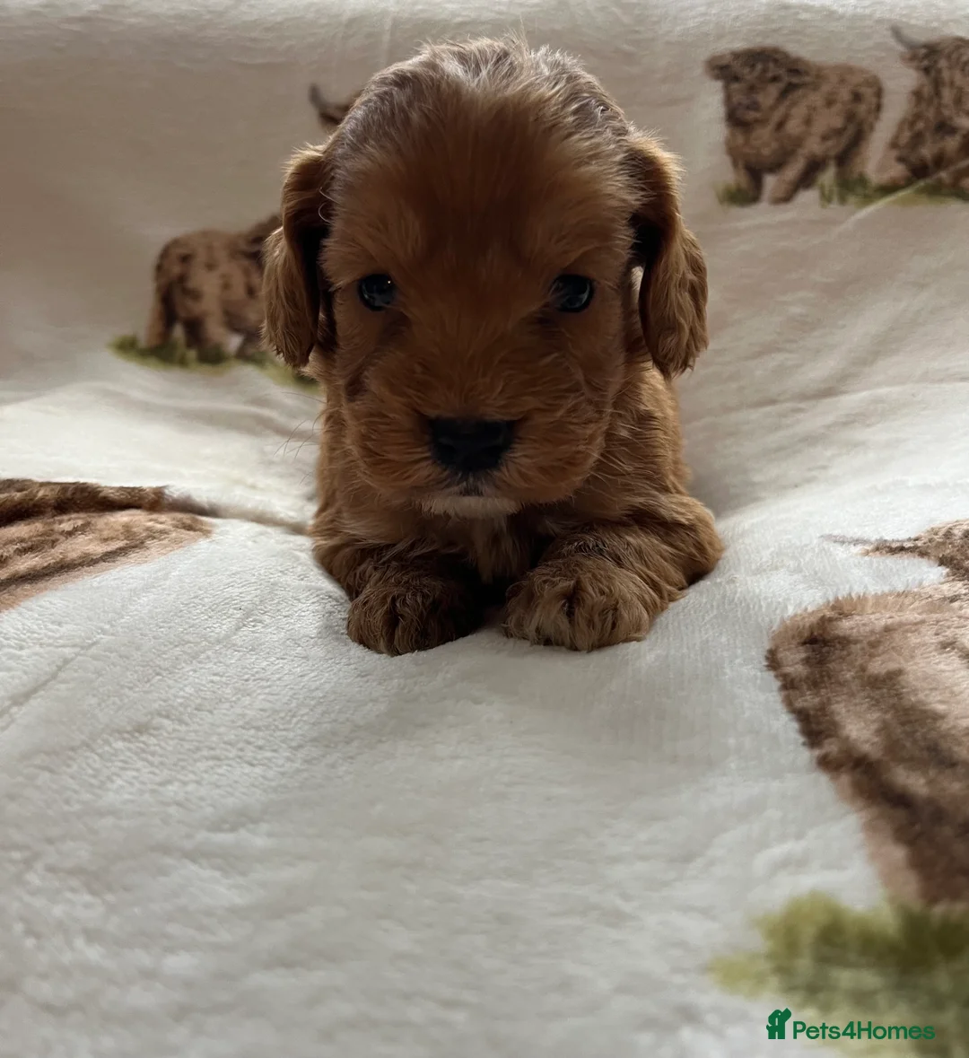Cockapoo dogs for sale:  Stunning F1 DNA clear cockapoo puppies  - Advert 32