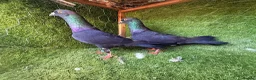 Pigeons birds for sale: Premium Breeding Pigeons Top Quality Pairs Availab - Advert 26