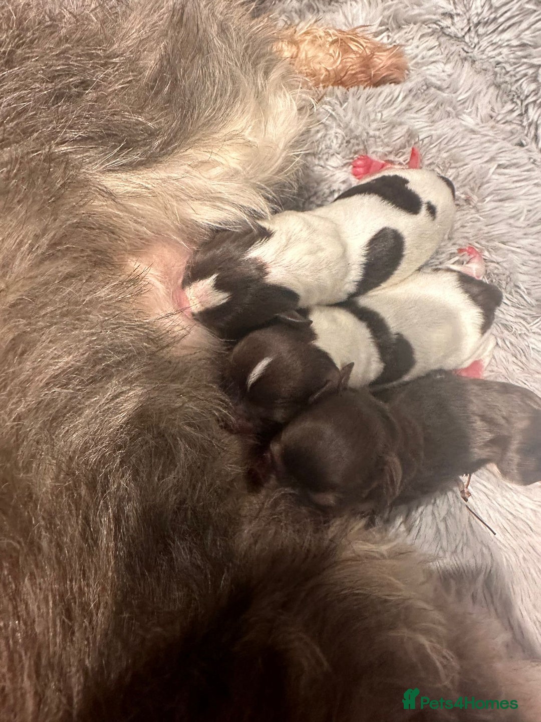 Poodle dogs for stud: Chocolate /White Miniature Schnauzer STUD BVA +MAC in Coventry - Advert 22