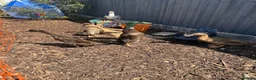 Ducks poultry for sale: Sexed duckes for sale  in Swindon - Advert 1