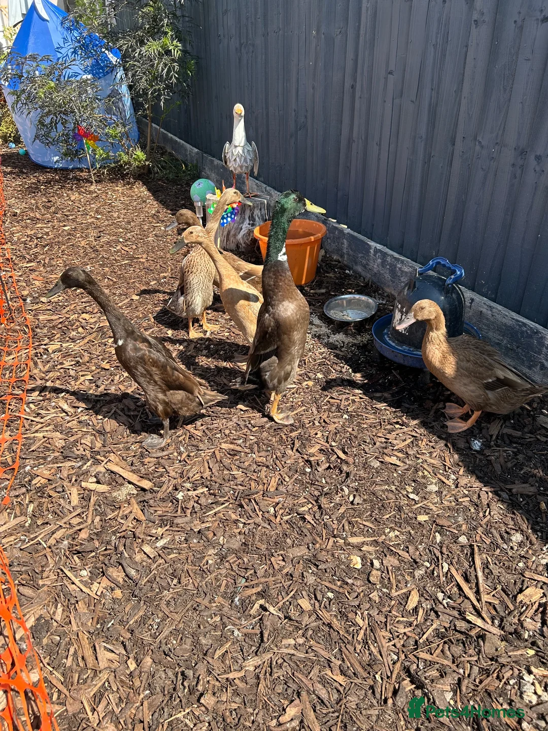 Ducks poultry for sale: Sexed duckes for sale  in Swindon - Advert 1