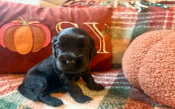 Cocker Spaniel dogs for sale: Beautiful Show Type Cocker Spaniel Puppies - Image 22