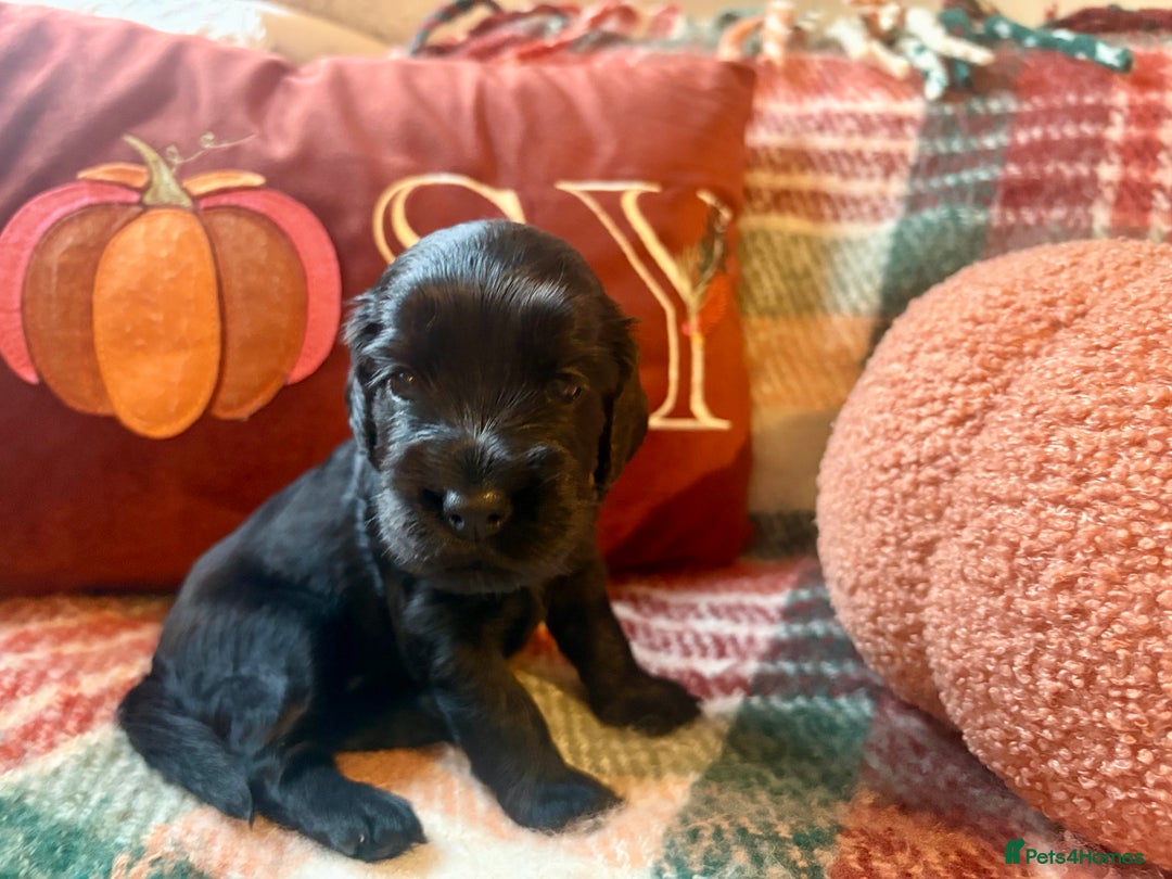 Cocker Spaniel dogs for sale: Beautiful Show Type Cocker Spaniel Puppies - Image 22