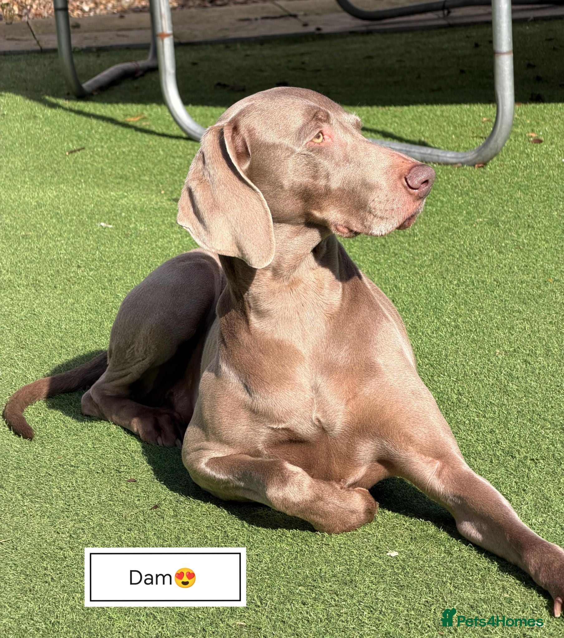 Weimaraner dogs Stunning pedigree puppies, London, ready 18 Sep - Advert 9