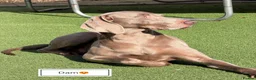 Weimaraner dogs for sale: Stunning pedigree puppies, London, ready 18 Sep - Advert 1