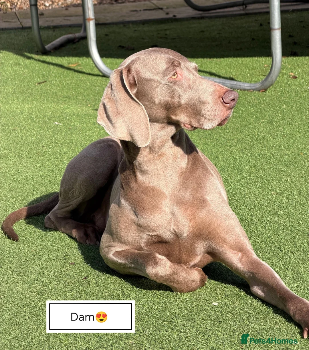 Weimaraner dogs for sale: Stunning pedigree puppies, London, ready 18 Sep - Advert 1