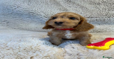 Cockapoo dogs - Advert 16