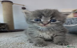 Maine Coon cats for sale: Maincoon - Image 13