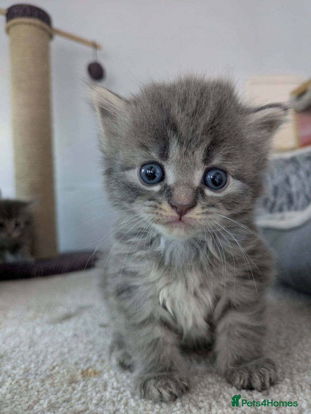 Maine Coon cats for sale: Maincoon - Image 13