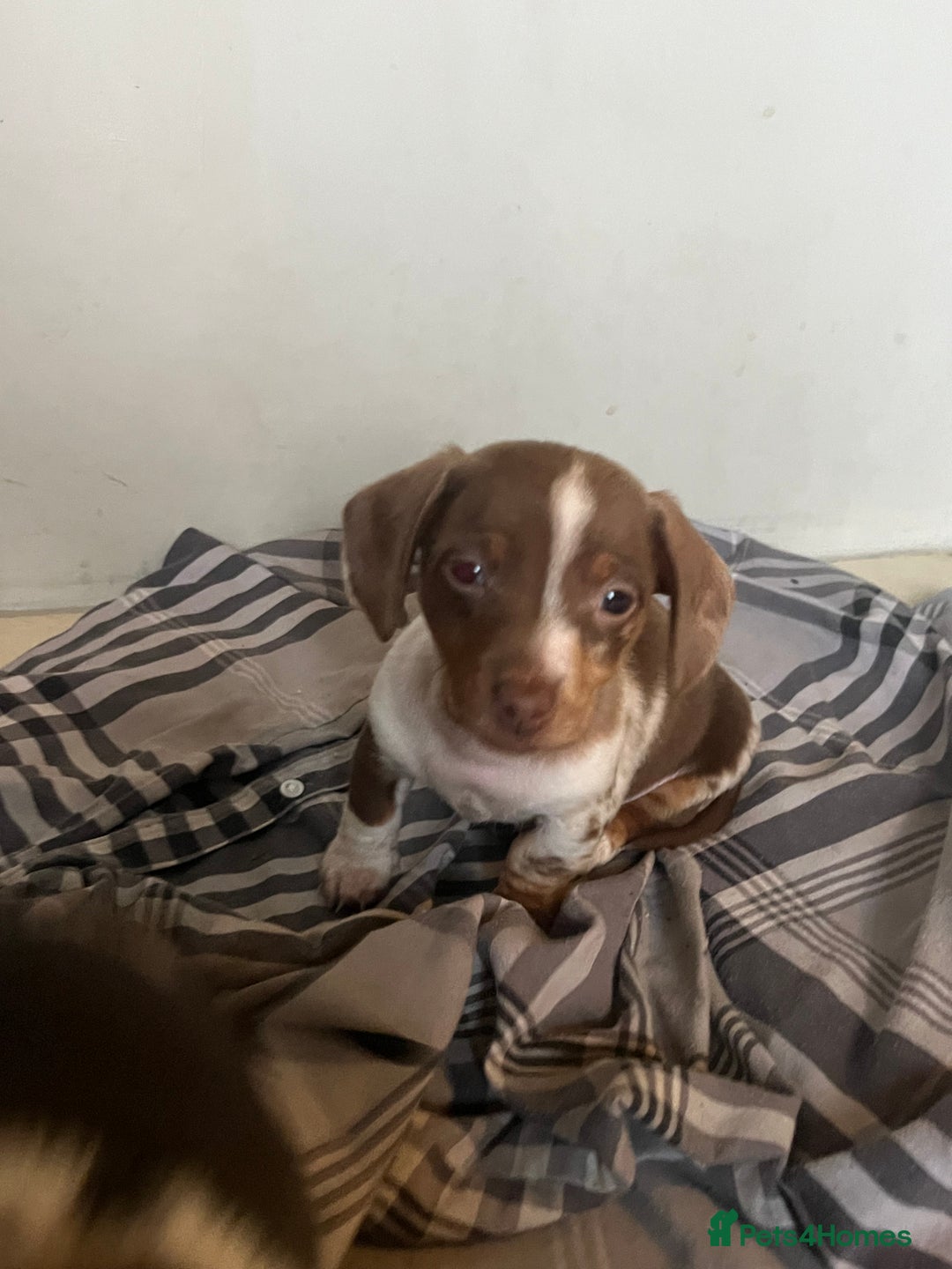 Miniature Dachshund dogs for sale: 💞Ready now Miniature dachshund 💞 - Advert 19