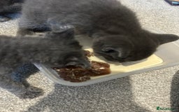 Russian Blue cats for sale: Russian blue kittens cross - Image 10