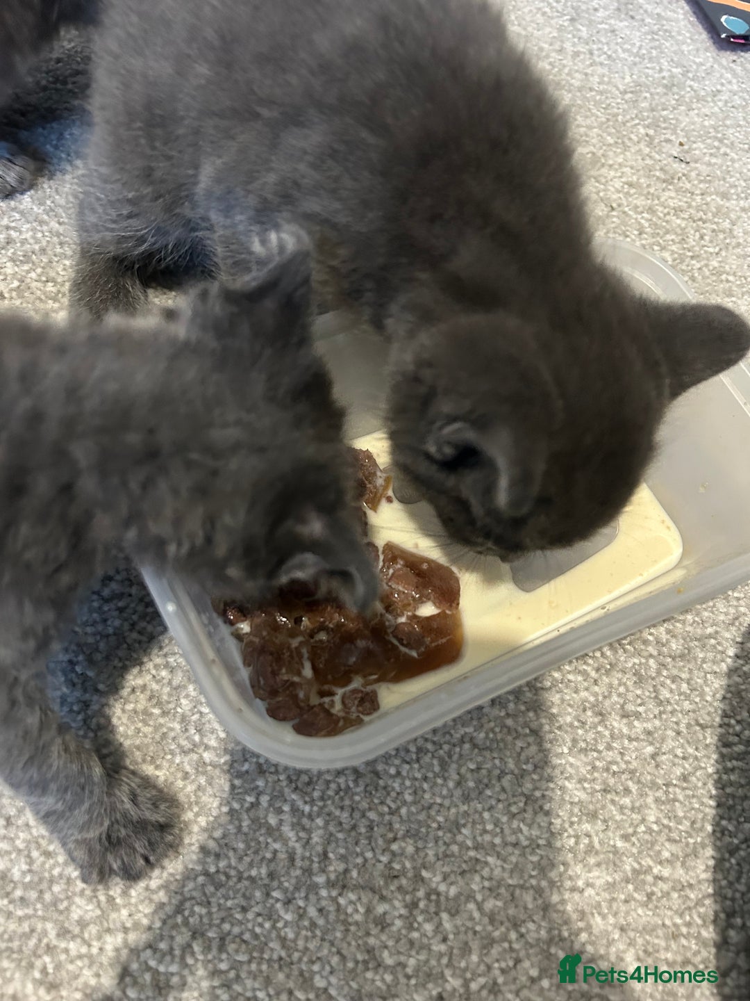 Russian Blue cats for sale: Russian blue kittens cross - Image 10