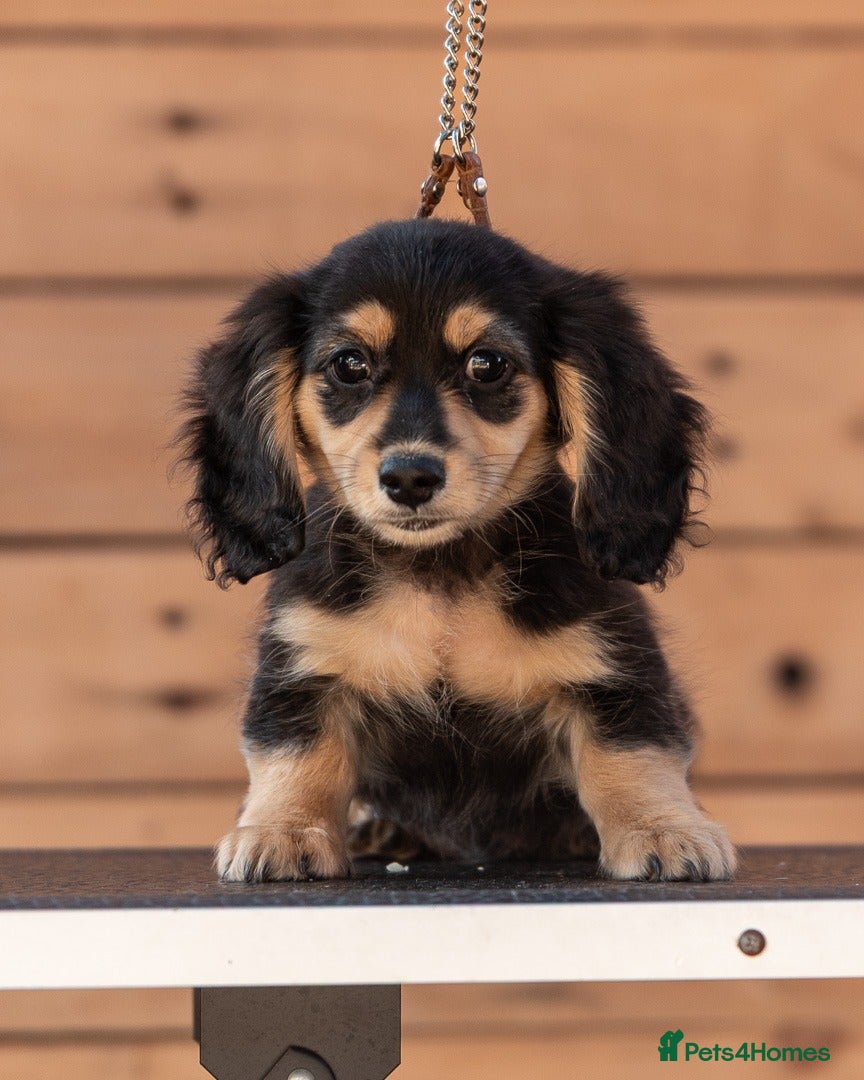 Miniature Dachshund dogs Champion bloodline Mini Dachshund Longhair - Advert 5