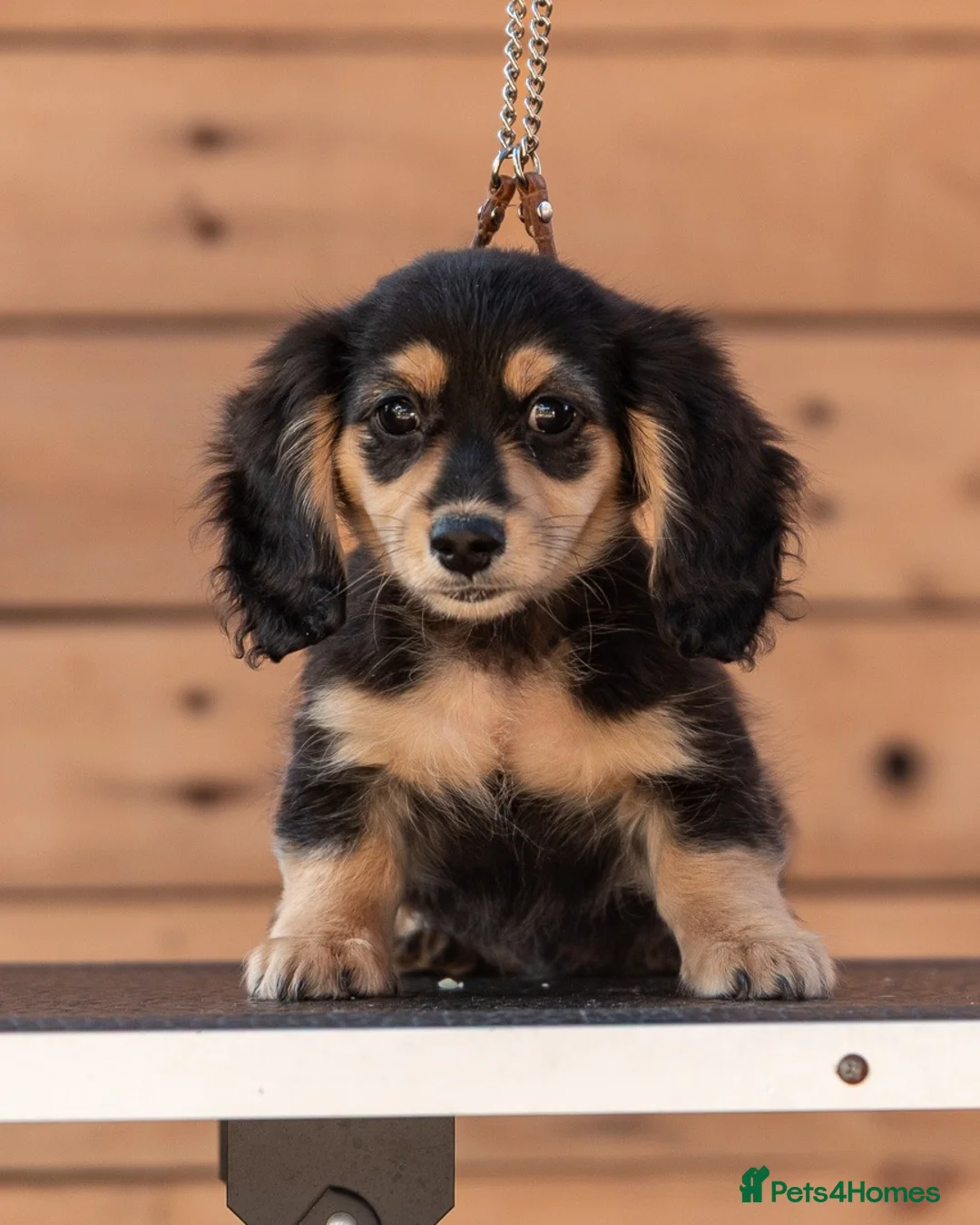 Miniature Dachshund dogs for sale: Champion bloodline Mini Dachshund Longhair - Advert 1