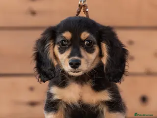 Miniature Dachshund dogs Champion bloodline Mini Dachshund Longhair - Advert 13